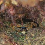 Hidden Gems - A small crab is hiding in a hole