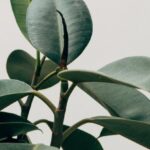 Botanic Gardens - Green Leafed Indoor Plant