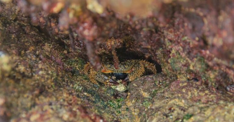 Hidden Gems - A small crab is hiding in a hole